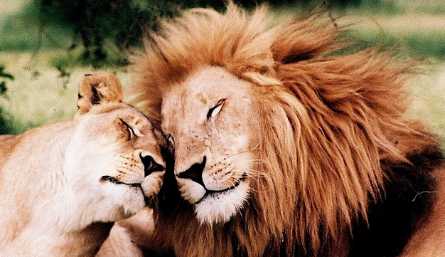 Loving Lions