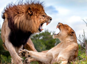 Kämpfende Löwin und Löwe