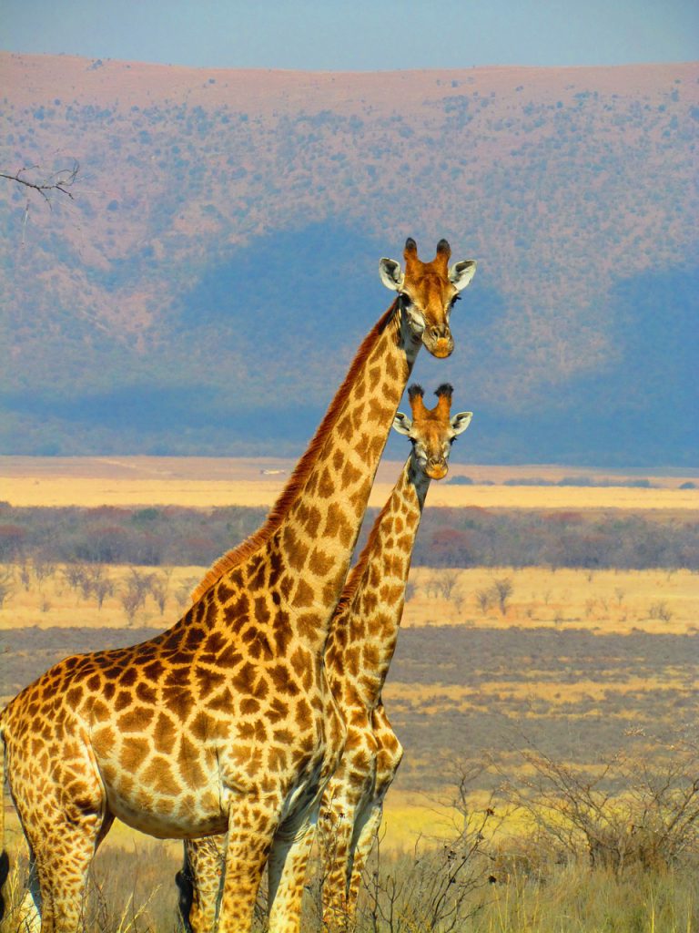 Giraffe GFK Hanna Bro