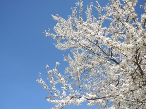 Kirschblüte