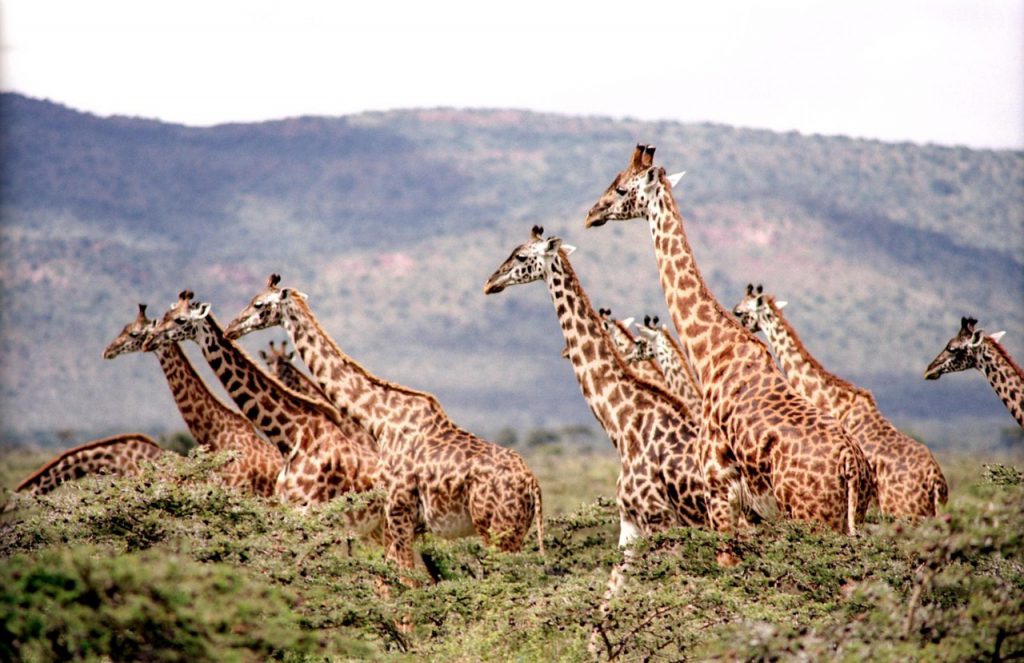 Wilde Giraffen
