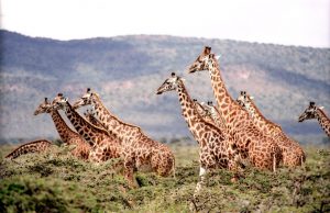 Wilde Giraffen