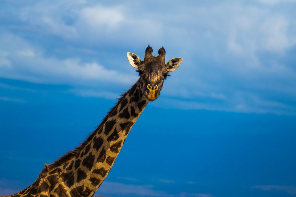 giraffe solo