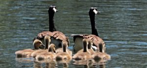 familienmodelle im vergleich