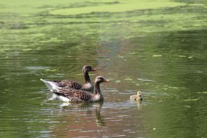 ehemodell familie heute